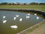 Click image for larger version. 

Name:	Swans at Crosby Marina DSC08620R.jpg 
Views:	474 
Size:	423.2 KB 
ID:	10658