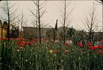 Click image for larger version. 

Name:	International Garden Festival Liverpool 1984 (87).jpg 
Views:	960 
Size:	85.1 KB 
ID:	28403