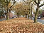 Click image for larger version. 

Name:	09bUttingaveautumnleaves.jpg 
Views:	476 
Size:	99.8 KB 
ID:	4642