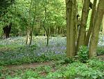 Click image for larger version. 

Name:	Bluebell Woods 2. 09.jpg 
Views:	293 
Size:	96.8 KB 
ID:	14940