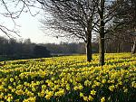 Click image for larger version. 

Name:	Daffodils in Sefton Park Liverpool DSC06876R.jpg 
Views:	487 
Size:	586.0 KB 
ID:	9866